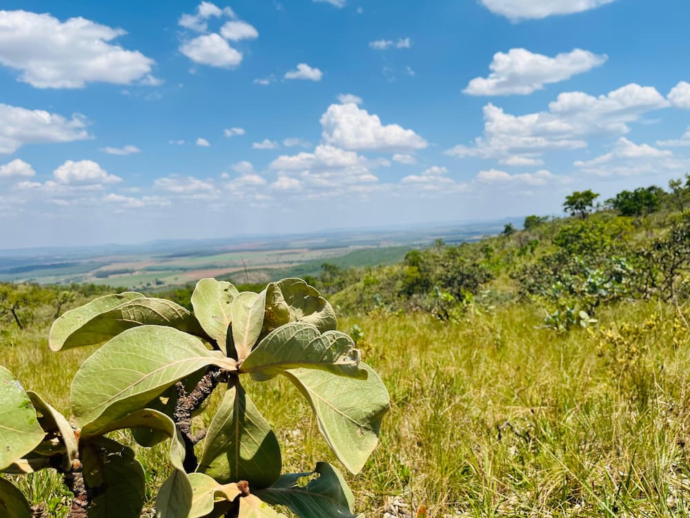Vista panorâmica do Cerrado com vegetação nativa
